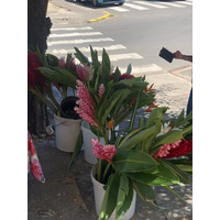 รูปถ่าย กวาเดอลูป(Guadeloupe) แซ็งตาน(Sainte Anne) 2021-02 14