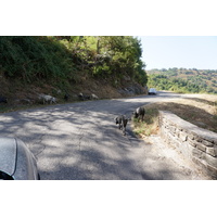 รูปถ่าย ฝรั่งเศส(France) คอร์สิคา(Corsica) โลเรโต-ดี-กาซิงกา(Loreto-di-Casinca) 2017-09 29