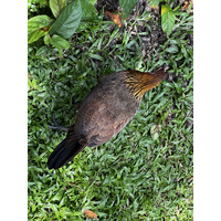 รูปถ่าย สิงคโปร์(Singapore) สวนพฤกษศาสตร์สิงคโปร์(Singapore Botanic Gardens) 2023-01 118