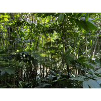 รูปถ่าย สิงคโปร์(Singapore) สวนพฤกษศาสตร์สิงคโปร์(Singapore Botanic Gardens) 2023-01 30