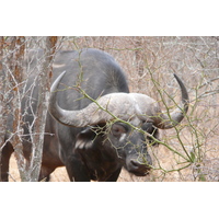 รูปถ่าย แอฟริกาใต้(South Africa) อุทยานแห่งชาติครูเกอร์(Kruger National Park) แม่น้ำซาเบิล(Sable River) 2008-09 91