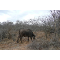 รูปถ่าย แอฟริกาใต้(South Africa) อุทยานแห่งชาติครูเกอร์(Kruger National Park) แม่น้ำซาเบิล(Sable River) 2008-09 4