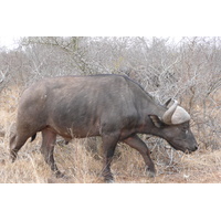 รูปถ่าย แอฟริกาใต้(South Africa) อุทยานแห่งชาติครูเกอร์(Kruger National Park) แม่น้ำซาเบิล(Sable River) 2008-09 1