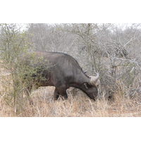 รูปถ่าย แอฟริกาใต้(South Africa) อุทยานแห่งชาติครูเกอร์(Kruger National Park) แม่น้ำซาเบิล(Sable River) 2008-09 20