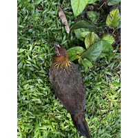 รูปถ่าย สิงคโปร์(Singapore) สวนพฤกษศาสตร์สิงคโปร์(Singapore Botanic Gardens) 2023-01 103