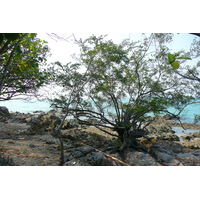 รูปถ่าย ไทย(Thailand) ชลบุรี(Chonburi) หาดทรายแก้ว(Sai Keaw Beach) 2008-01 27