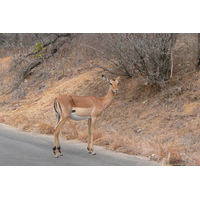 รูปถ่าย แอฟริกาใต้(South Africa) อุทยานแห่งชาติครูเกอร์(Kruger National Park) 2008-09 190