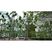รูปถ่าย ฝรั่งเศส(France) ปารีส(Paris) ลาเดฟ็องส์(La Defense) 2007-05 85