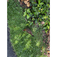รูปถ่าย สิงคโปร์(Singapore) สวนพฤกษศาสตร์สิงคโปร์(Singapore Botanic Gardens) 2023-01 26