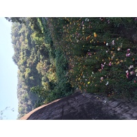 รูปถ่าย ไทย(Thailand) อุทยานแห่งชาติภูหินร่องกล้า(Phu Hin Rong Kla National Park) 2014-12 92