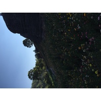รูปถ่าย ไทย(Thailand) อุทยานแห่งชาติภูหินร่องกล้า(Phu Hin Rong Kla National Park) 2014-12 362