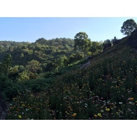รูปถ่าย ไทย(Thailand) อุทยานแห่งชาติภูหินร่องกล้า(Phu Hin Rong Kla National Park) 2014-12 339