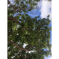 รูปถ่าย กวาเดอลูป(Guadeloupe) แซ็งฟร็องซัว(Saint Francois) 2021-02 62