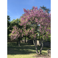 รูปถ่าย ฝรั่งเศส(France) โรกามาดูร์(Rocamadour) 2018-04 43