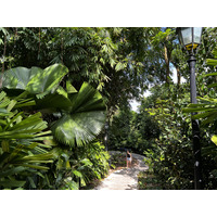 รูปถ่าย สิงคโปร์(Singapore) สวนพฤกษศาสตร์สิงคโปร์(Singapore Botanic Gardens) 2023-01 18