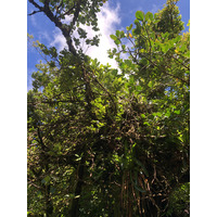 รูปถ่าย กวาเดอลูป(Guadeloupe) ภูเขาไฟลากร็องด์ซูฟรีแยร์(La Grande Soufriere) 2021-02 51