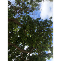 รูปถ่าย กวาเดอลูป(Guadeloupe) แซ็งฟร็องซัว(Saint Francois) 2021-02 10