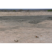 รูปถ่าย แอฟริกาใต้(South Africa) อุทยานแห่งชาติครูเกอร์(Kruger National Park) 2008-09 0