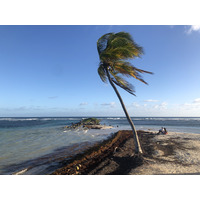 รูปถ่าย กวาเดอลูป(Guadeloupe) หาดลาการาแวล(La Caravelle Beach) 2021-02 11