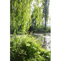 รูปถ่าย ฝรั่งเศส(France) ฌีแวร์นี(Giverny) 2013-06 76