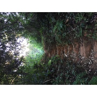 รูปถ่าย ไทย(Thailand) อุทยานแห่งชาติภูหินร่องกล้า(Phu Hin Rong Kla National Park) 2014-12 412