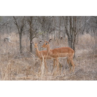 รูปถ่าย แอฟริกาใต้(South Africa) อุทยานแห่งชาติครูเกอร์(Kruger National Park) 2008-09 51