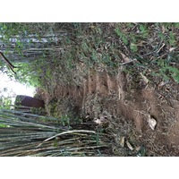 รูปถ่าย ไทย(Thailand) อุทยานแห่งชาติภูหินร่องกล้า(Phu Hin Rong Kla National Park) 2014-12 426