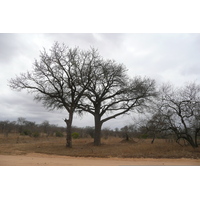 รูปถ่าย แอฟริกาใต้(South Africa) อุทยานแห่งชาติครูเกอร์(Kruger National Park) 2008-09 32