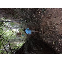 รูปถ่าย ไทย(Thailand) อุทยานแห่งชาติภูหินร่องกล้า(Phu Hin Rong Kla National Park) 2014-12 320