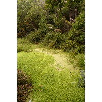 รูปถ่าย เซเชลส์(Seychelles) เกาะลาดีก(La Digue) 2011-10 25