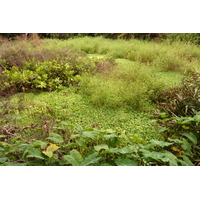 รูปถ่าย เซเชลส์(Seychelles) เกาะลาดีก(La Digue) 2011-10 19