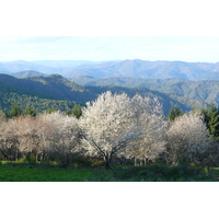 รูปถ่าย ฝรั่งเศส(France) เทือกเขาเซแวน(Cevennes Mountains) 2008-04 31