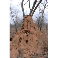 รูปถ่าย แอฟริกาใต้(South Africa) อุทยานแห่งชาติครูเกอร์(Kruger National Park) 2008-09 167