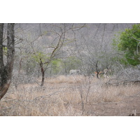รูปถ่าย แอฟริกาใต้(South Africa) อุทยานแห่งชาติครูเกอร์(Kruger National Park) มปอนโด(Mpondo) 2008-09 11