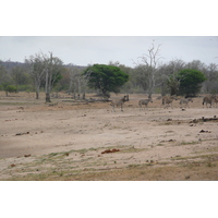 รูปถ่าย แอฟริกาใต้(South Africa) อุทยานแห่งชาติครูเกอร์(Kruger National Park) มปอนโด(Mpondo) 2008-09 23