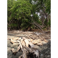 รูปถ่าย คอสตาริกา(Costa Rica) มอนเตซูมา(Montezuma) 2015-03 244