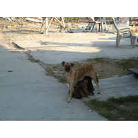 รูปถ่าย ไทย(Thailand) พัทยา(Pattaya) โกลเดนฮอร์น(Golden Horn) 2007-02 80