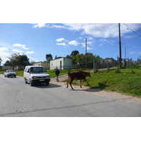 รูปถ่าย แอฟริกาใต้(South Africa) ไนส์นา(Knysna) 2008-09 94