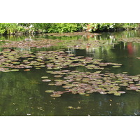 รูปถ่าย ฝรั่งเศส(France) ฌีแวร์นี(Giverny) 2013-06 150