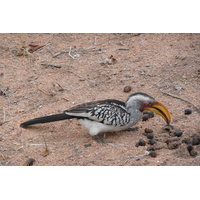 รูปถ่าย แอฟริกาใต้(South Africa) อุทยานแห่งชาติครูเกอร์(Kruger National Park) มปอนโด(Mpondo) 2008-09 32