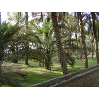 รูปถ่าย สหรัฐอาหรับเอมิเรตส์(United Arab Emirates) อาเลอิน(Al Ain) โอเอซิสอัลไอน์(Al Ain Oasis) 2005-03 10