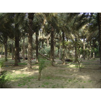 รูปถ่าย สหรัฐอาหรับเอมิเรตส์(United Arab Emirates) อาเลอิน(Al Ain) โอเอซิสอัลไอน์(Al Ain Oasis) 2005-03 2