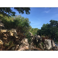 รูปถ่าย ไทย(Thailand) เกาะเสม็ด(Ko Samet) 2016-12 42