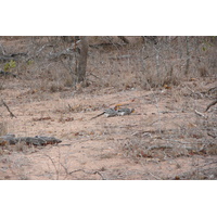 รูปถ่าย แอฟริกาใต้(South Africa) อุทยานแห่งชาติครูเกอร์(Kruger National Park) มปอนโด(Mpondo) 2008-09 37
