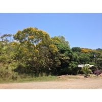 รูปถ่าย คอสตาริกา(Costa Rica) ฝั่งมหาสมุทรแปซิฟิก(Pacific Border) 2015-03 11