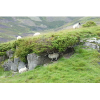 รูปถ่าย อังกฤษ(United Kingdom) อุทยานแห่งชาติแคร์นกอร์มส์(Cairngorms National Park) 2011-07 138