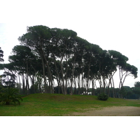 รูปถ่าย อิตาลี(Italy) โรม(Rome) วิลลาโดเรียปัมฟีลี(Villa Doria Pamphili) 2007-11 80