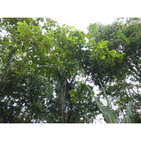 รูปถ่าย คอสตาริกา(Costa Rica) ปวยร์โตเบียโฆเดตาลามังกา(Puerto Viejo de Talamanca) 2015-03 34