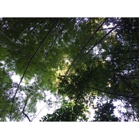 รูปถ่าย ไทย(Thailand) อุทยานแห่งชาติภูหินร่องกล้า(Phu Hin Rong Kla National Park) 2014-12 182