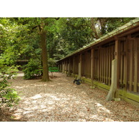 รูปถ่าย ญี่ปุ่น(Japan) โตเกียว(Tokyo) สวนโยโยงิ(Yoyogi Park) 2010-06 41